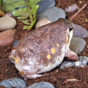 Mozambique Rain Frog For Sale