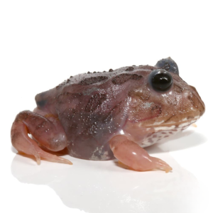 Mutant Black Eyed Pink Chicken Pacman Frog For Sale