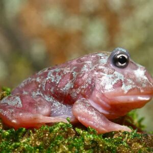 Mutant Blue Granite Pacman Frog For Sale