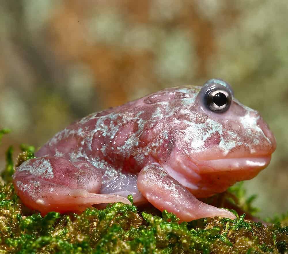 Mutant Blue Granite Pacman Frog For Sale