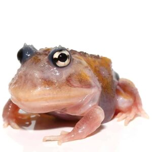 Mutant Copper Translucent Pacman Frog For Sale