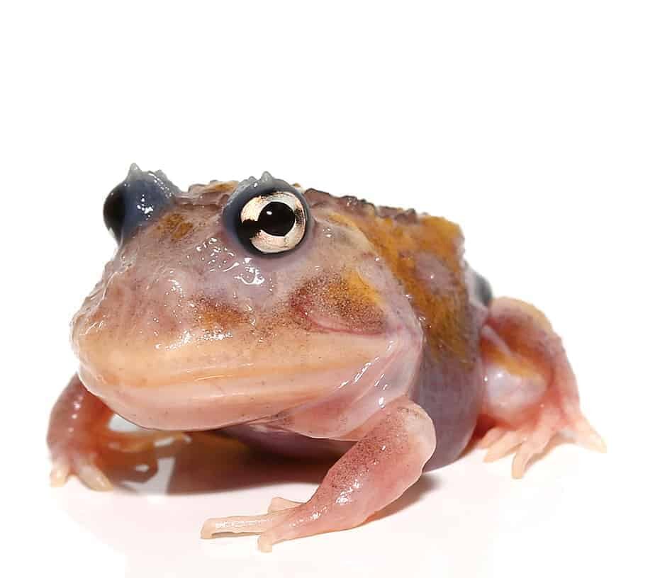 Mutant Copper Translucent Pacman Frog For Sale