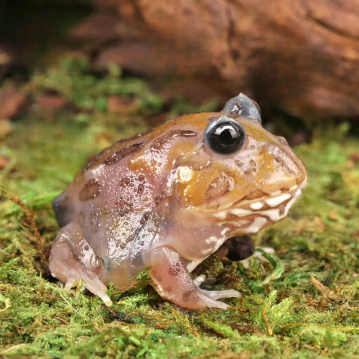 Mutant Eclipse Copper Translucent Pacman Frog For Sale