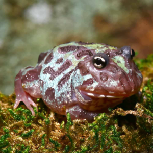 Mutant Nebula Pacman Frog For Sale