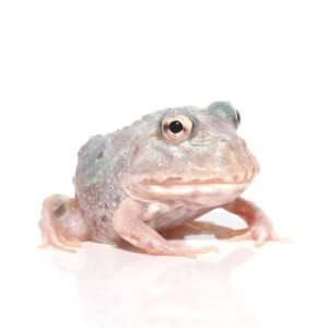 Mutant Pink Angel Pacman Frog For Sale