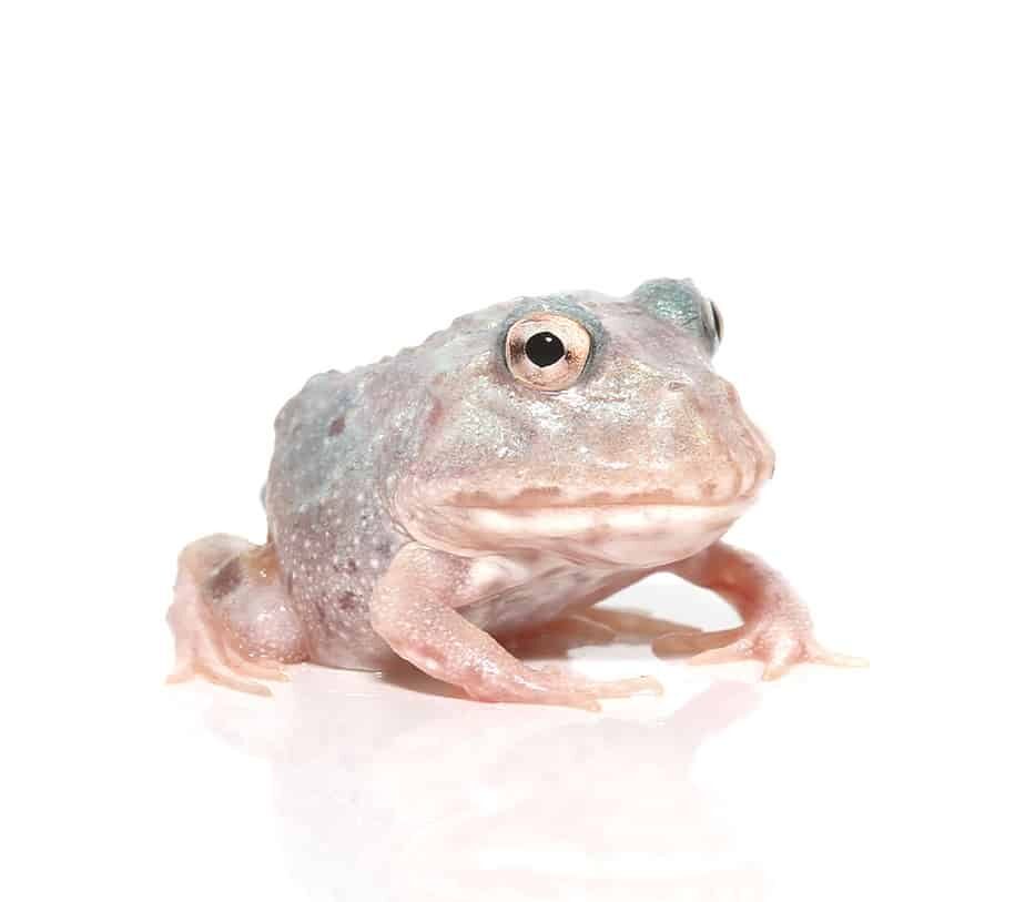 Mutant Pink Angel Pacman Frog For Sale