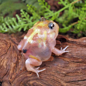 Mutant Pink Translucent Turf Pacman Frog For Sale