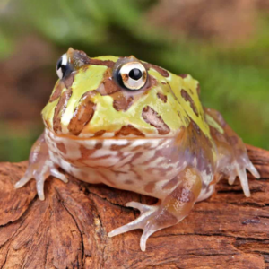 Mutant Purple Translucent Caribbean Pacman Frog For Sale