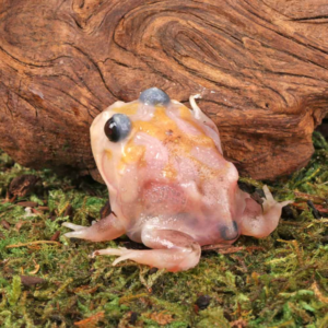 Mutant Snow White Pacman Frog For Sale