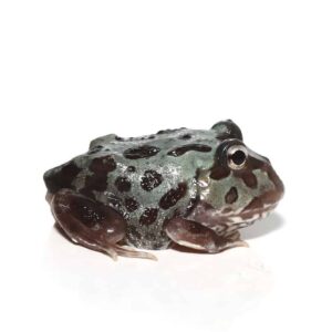 Mutant Translucent Blue Metal Pacman Frog For Sale