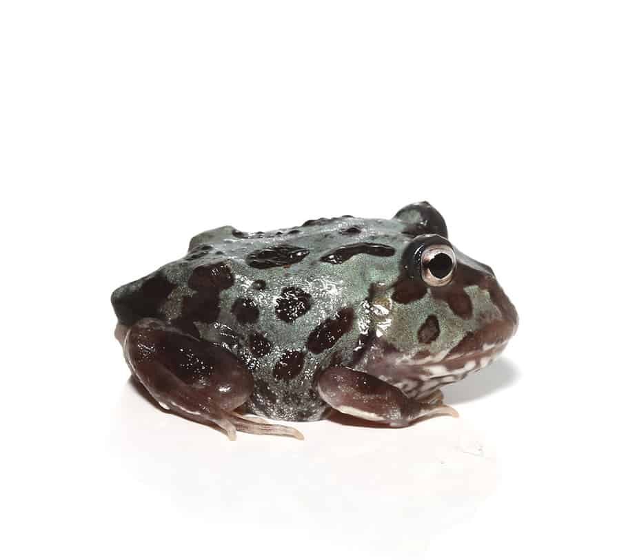Mutant Translucent Blue Metal Pacman Frog For Sale
