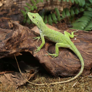 Neotropical Green Anole For Sale