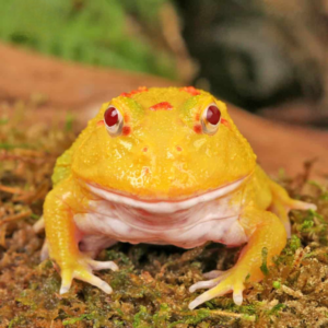 Pikachu Pacman Frog For Sale