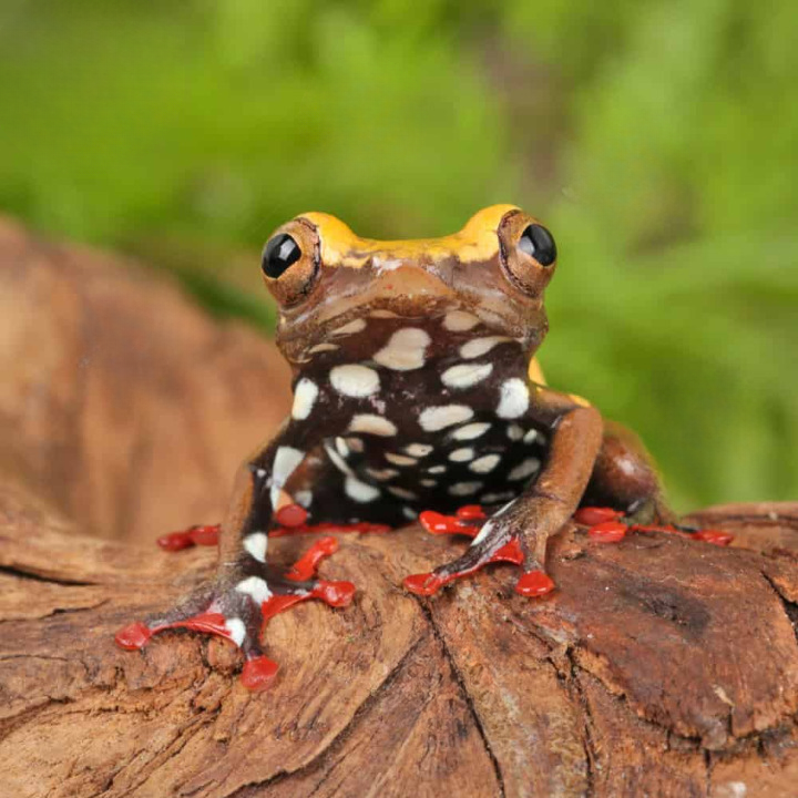 Polka Dot Reed Frog For Sale