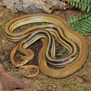 Radiated Ratsnake For Sale