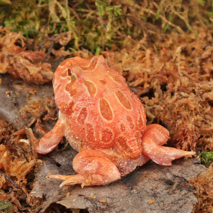 Raspberry Pacman Frog For Sale