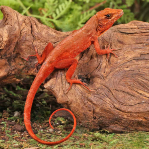 Red Chili Pepper Anole For Sale