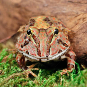Red Pacific Pacman Frog For Sale