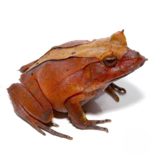 Red Solomon Island Eyelash Frog For Sale