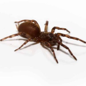 Rurrenabaque Golden Waferlid Trapdoor Spider For Sale