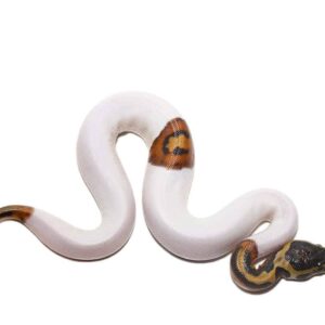 Scaleless Head Pied Ball Python for Sale