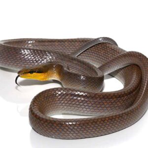 Silver Phase Red Tailed Green Ratsnake For Sale