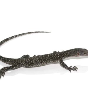 Silver Phase Solomon Island Mangrove Monitor For Sale
