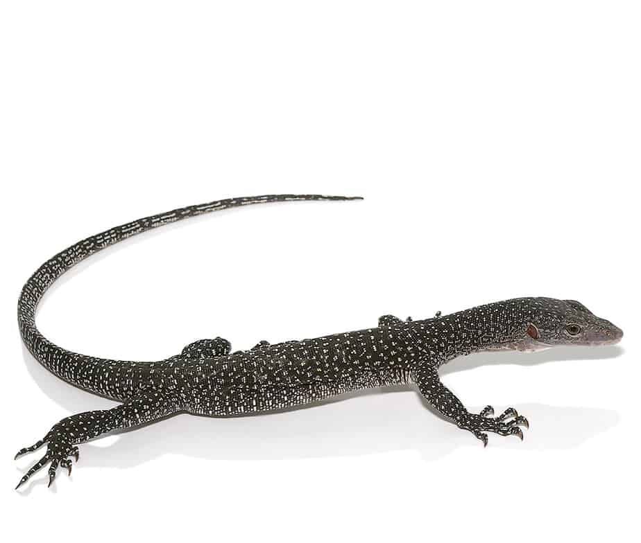 Silver Phase Solomon Island Mangrove Monitor For Sale