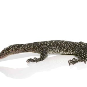 Solomon Island Mangrove Monitor For Sale