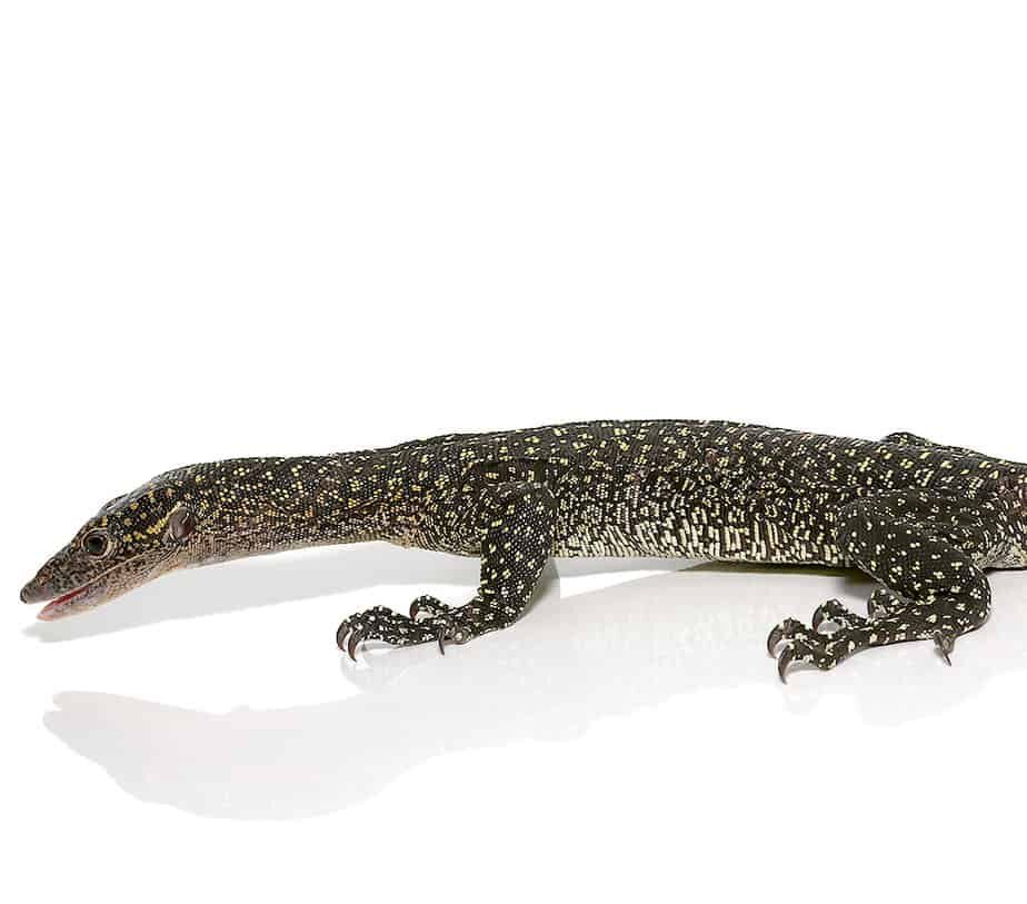 Solomon Island Mangrove Monitor For Sale