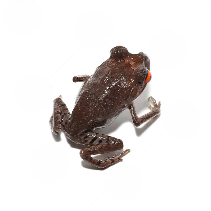 Spotted Litter Frog For Sale