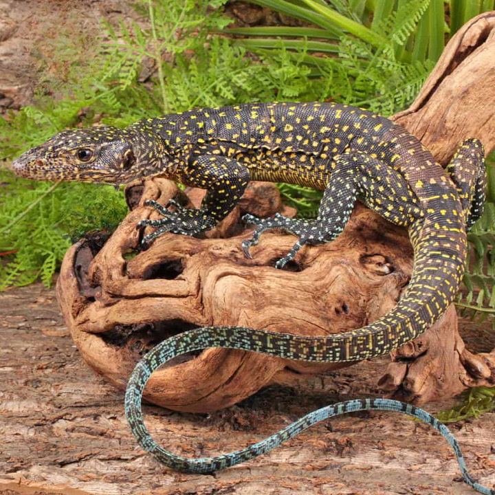Sub Adult Blue Tail Monitor For Sale