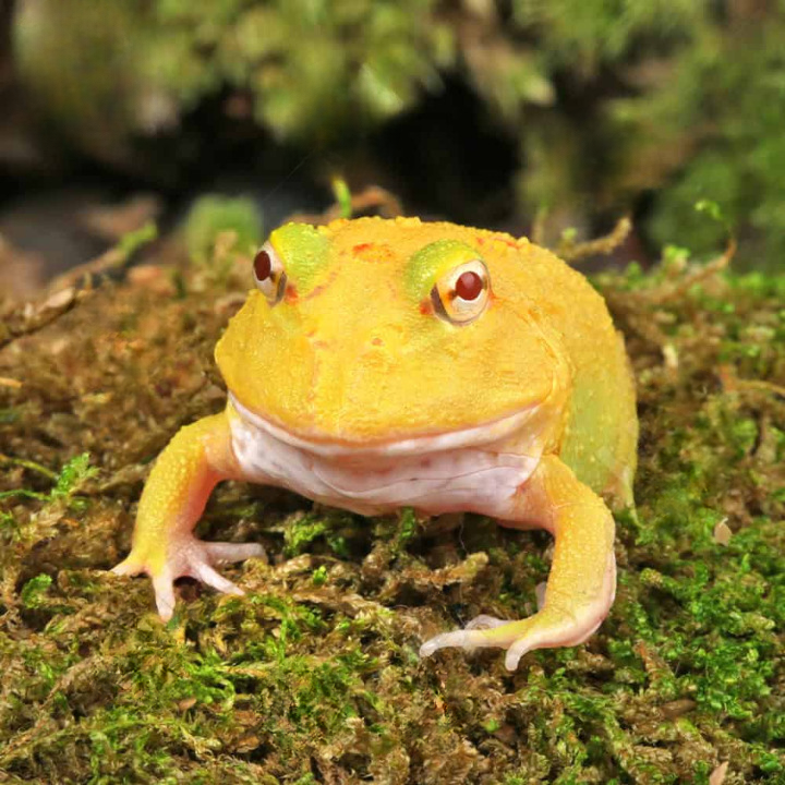 Super Pikachu Pacman Frog For Sale