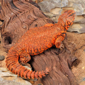 Super Red Uromastyx For Sale