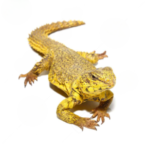Super Yellow Uromastyx For Sale