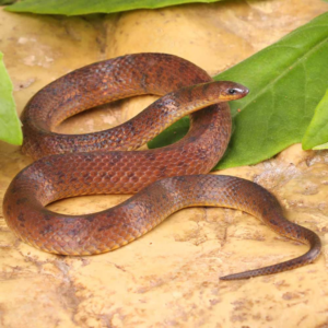 Suriname Ground Snake For Sale