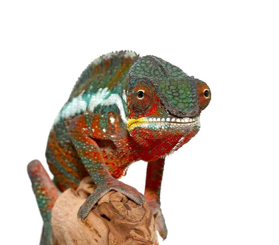 Tamatave Panther Chameleon for Sale