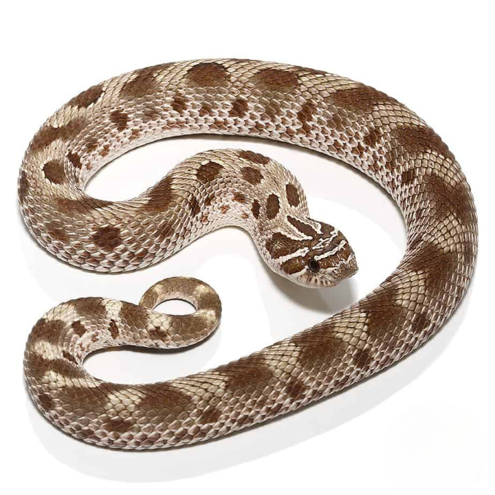 Toffee Anaconda Western Hognose Snake For Sale
