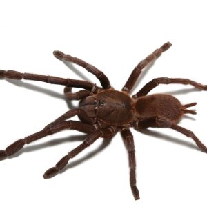 Vietnam Blue Tarantula For Sale