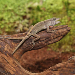 Y NOT Anole For Sale