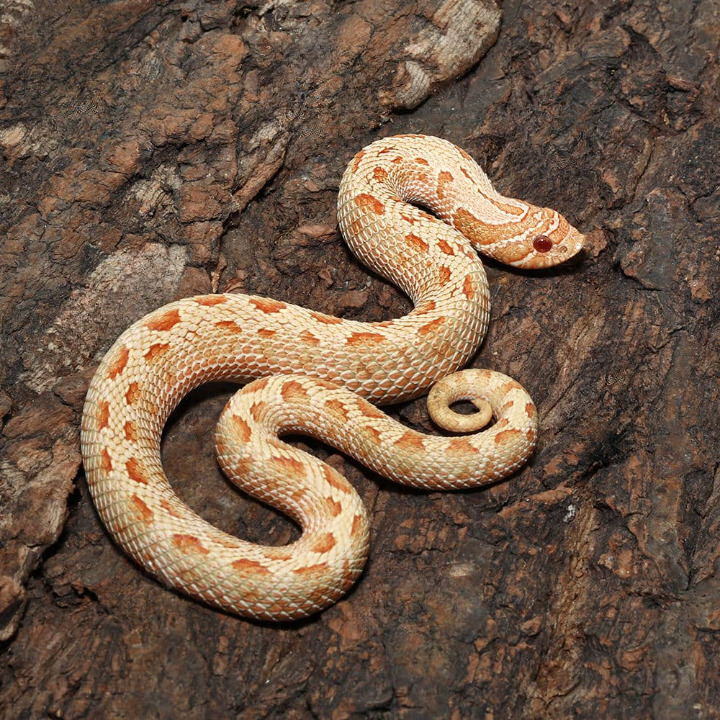 Yearling Albino Anaconda Western Hognose Snake For Sale