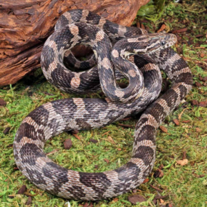 Yearling Anery Cornsnake For Sale