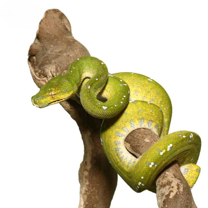 Yearling Aru Green Tree Python For Sale