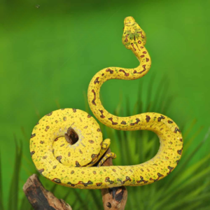 Yearling Biak Green Tree Python For Sale