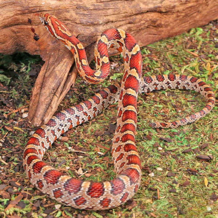 Yearling Classic Cornsnake For Sale