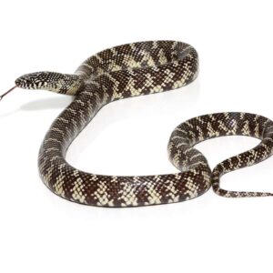Yearling Florida Kingsnake For Sale