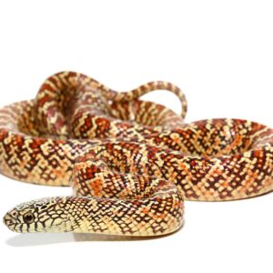 Yearling Hypo Brooks Kingsnake For Sale