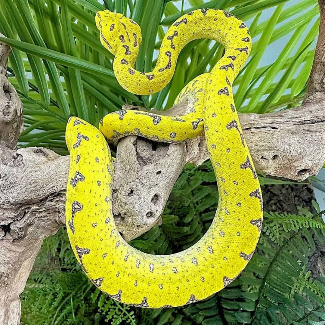 Yearling Male Manokwari Green Tree Python For Sale