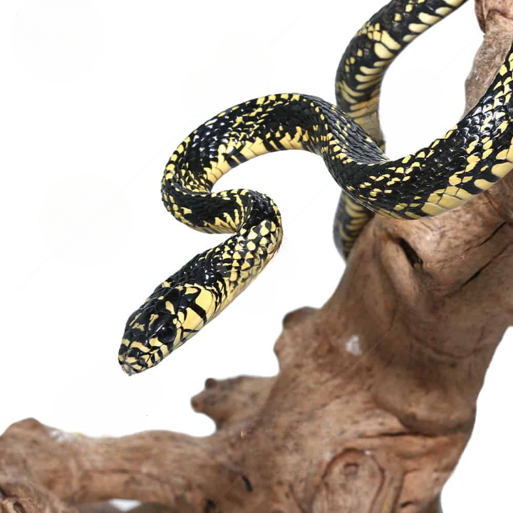 Yearling Nicaraguan Tiger Ratsnake For Sale