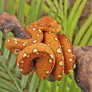 Yearling Orange Biak Green Tree Python For Sale